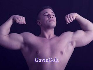 GavinColt