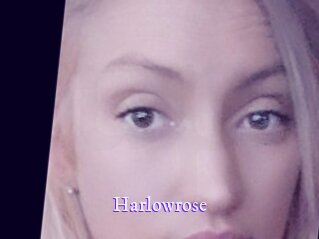 Harlowrose