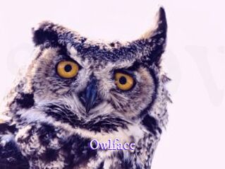 Owlface