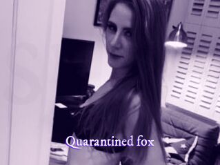 Quarantined_fox