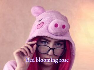 Red_blooming_rose