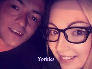 Yorkies